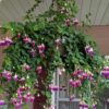 Fuchsias