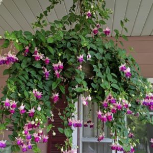 Fuchsias