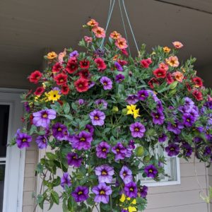 Hanging Basket