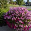 Patio Pot
