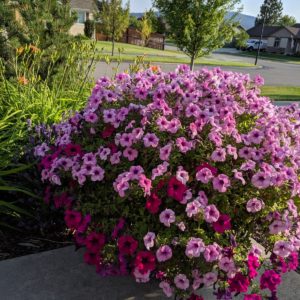 Patio Pot