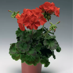 Geranium Flats