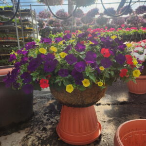 18" HUGE Moss Baskets